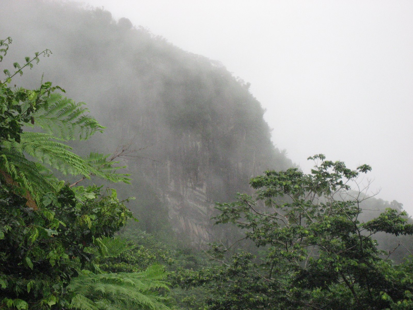 rainy forest