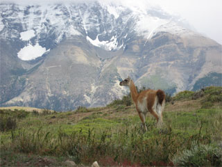 guanaco