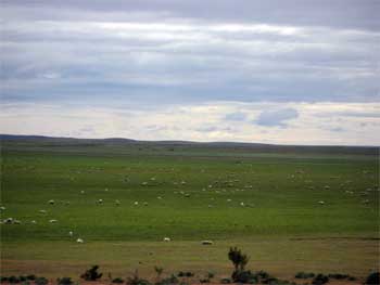 sheep on pampa